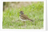 Killdeer by Anonymous