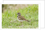 Killdeer by Anonymous