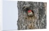 Red-bellied Woodpecker by Anonymous