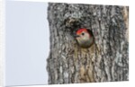 Red-bellied Woodpecker by Anonymous