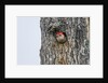Red-bellied Woodpecker by Anonymous