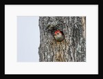 Red-bellied Woodpecker by Anonymous