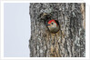 Red-bellied Woodpecker by Anonymous