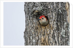Red-bellied Woodpecker by Anonymous