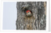 Red-bellied Woodpecker by Anonymous