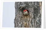 Red-bellied Woodpecker by Anonymous
