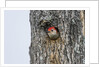 Red-bellied Woodpecker by Anonymous