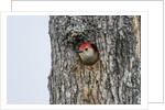 Red-bellied Woodpecker by Anonymous