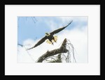 American Eagle by Anonymous