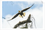 American Eagle by Anonymous