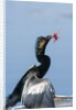 Anhinga with string in its beak by Anonymous