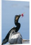 Anhinga with string in its beak by Anonymous