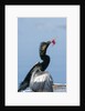 Anhinga with string in its beak by Anonymous