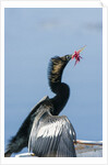 Anhinga with string in its beak by Anonymous