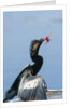 Anhinga with string in its beak by Anonymous