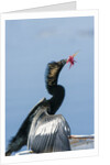 Anhinga with string in its beak by Anonymous