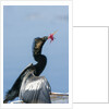 Anhinga with string in its beak by Anonymous