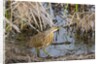 American Bittern by Anonymous