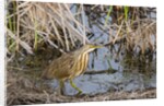 American Bittern by Anonymous