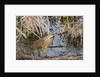 American Bittern by Anonymous