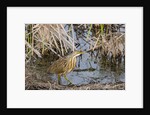 American Bittern by Anonymous