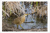 American Bittern by Anonymous