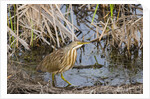 American Bittern by Anonymous