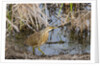 American Bittern by Anonymous
