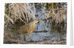 American Bittern by Anonymous