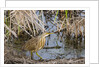 American Bittern by Anonymous