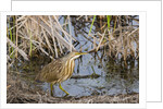 American Bittern by Anonymous