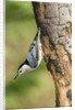 White-breasted Nuthatch by Anonymous