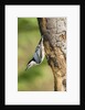 White-breasted Nuthatch by Anonymous