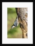 White-breasted Nuthatch by Anonymous