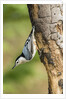 White-breasted Nuthatch by Anonymous
