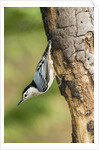 White-breasted Nuthatch by Anonymous