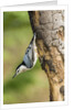 White-breasted Nuthatch by Anonymous