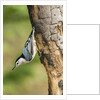 White-breasted Nuthatch by Anonymous