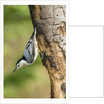 White-breasted Nuthatch by Anonymous