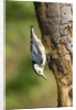 White-breasted Nuthatch by Anonymous