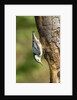 White-breasted Nuthatch by Anonymous