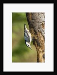 White-breasted Nuthatch by Anonymous
