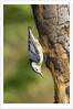 White-breasted Nuthatch by Anonymous