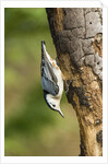 White-breasted Nuthatch by Anonymous