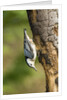 White-breasted Nuthatch by Anonymous