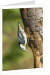 White-breasted Nuthatch by Anonymous