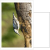 White-breasted Nuthatch by Anonymous