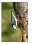 White-breasted Nuthatch by Anonymous