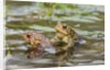 Fowler Frog by Anonymous