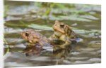 Fowler Frog by Anonymous